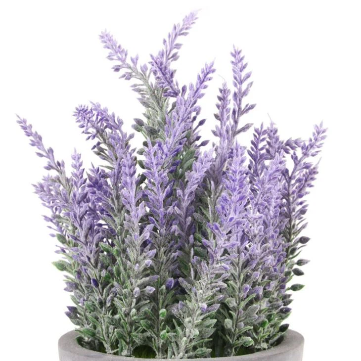 Small Lavender Flowers